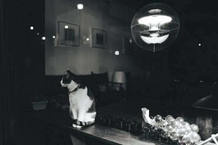 Photo Café with pets