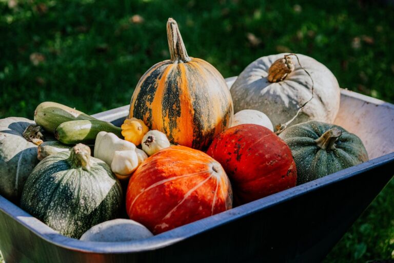 Photo Autumn Harvest