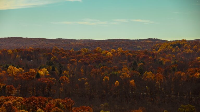 Photo Fall foliage