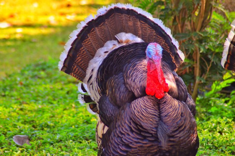 Photo Thanksgiving Trivia