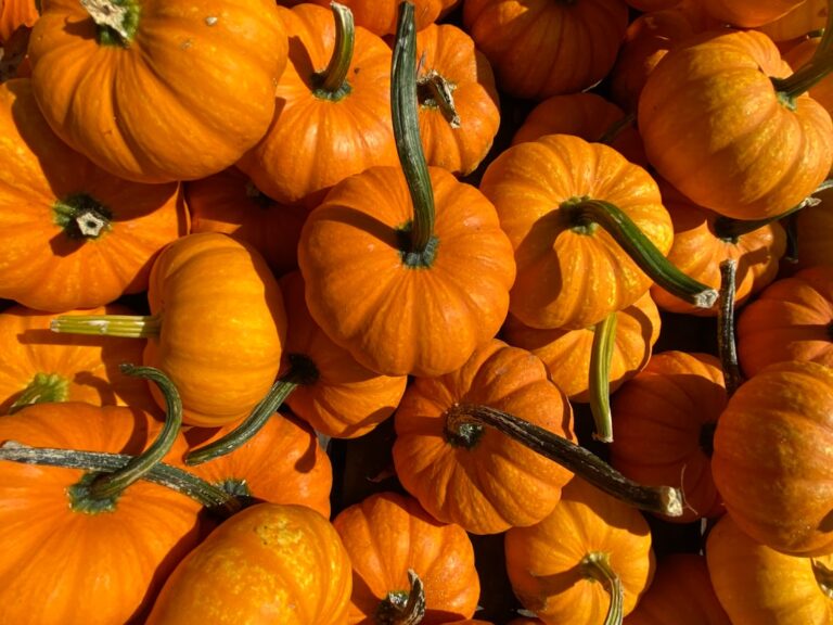 Photo Pumpkin Trivia