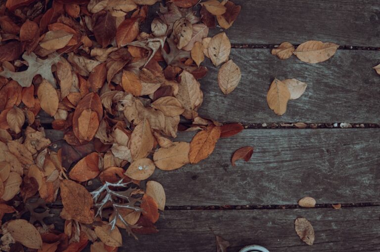 Photo Autumn Bar Trivia